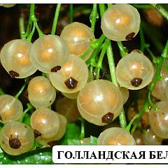Смородина белая "Голландская белая"