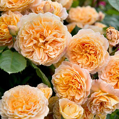 Роза английская "Краун Принцес Мэргэрит" (Crown Princess Margareta)