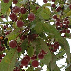 Яблоня декоративная "Кокцинелла" (Coccinella)